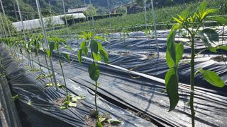 김용언 님의 고추 · 영농일지 작성글 사진