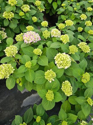 백구수국님의 5월 내 작물 자랑하기 · 참여글 작성글 사진