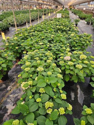 백구수국님의 5월 내 작물 자랑하기 · 참여글 작성글 사진