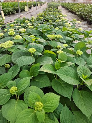 백구수국님의 5월 내 작물 자랑하기 · 참여글 작성글 사진