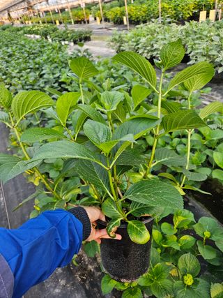 백구수국님의 5월 내 작물 자랑하기 · 참여글 작성글 사진