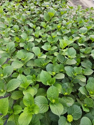 백구수국님의 5월 내 작물 자랑하기 · 참여글 작성글 사진