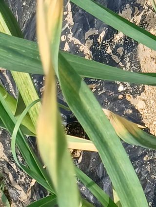 베들임님의 마늘 · 병해충상담 작성글 사진