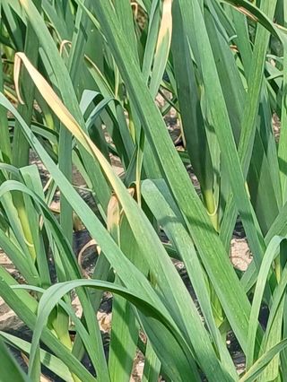 베들임님의 마늘 · 병해충상담 작성글 사진