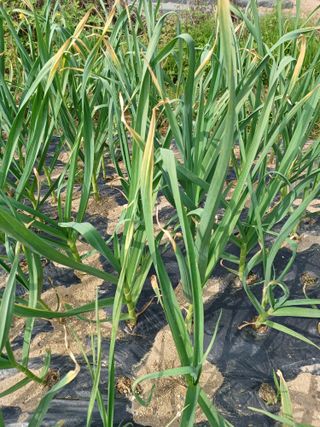 베들임님의 마늘 · 병해충상담 작성글 사진