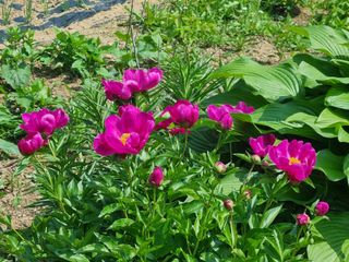 이금순님의 5월 내 작물 자랑하기 · 참여글 작성글 사진