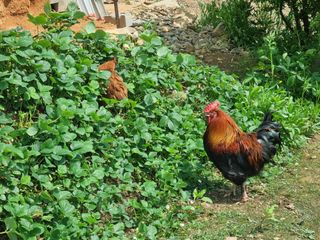 이금순님의 5월 내 작물 자랑하기 · 참여글 작성글 사진