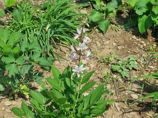 이금순님의 5월 내 작물 자랑하기 · 참여글 작성글 사진