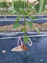 팜모닝 고추·병해충상담 게시글 이미지