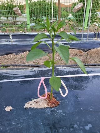 윤찬중님의 고추 · 병해충상담 작성글 사진