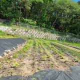 팜모닝 자유주제·자유게시판 게시글 이미지