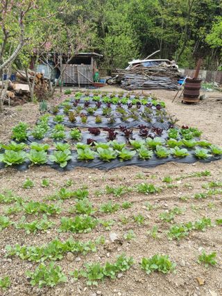 이지용님의 자유주제 · 자유게시판 작성글 사진