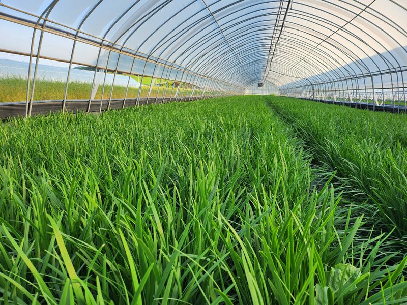 장터 상품 [부추 10kg] 썸네일