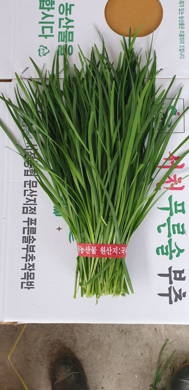 조일현님의 장터 판매 상품 [부추 10kg] 첨부 사진