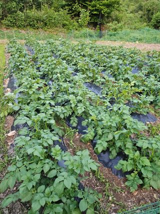 유진식님의 감자 · 영농일지 작성글 사진