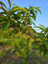 팜모닝 복숭아·영농일지 게시글 이미지