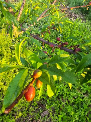 이양호님의 복숭아 · 영농일지 작성글 사진