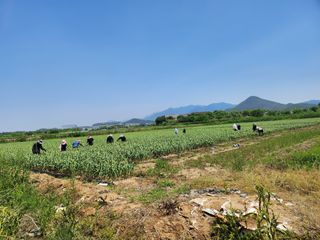 이현숙님의 5월 내 작물 자랑하기 · 참여글 작성글 사진
