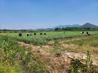 이현숙님의 5월 내 작물 자랑하기 · 참여글 작성글 사진