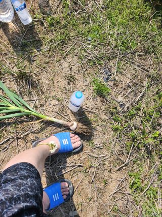 이현숙님의 5월 내 작물 자랑하기 · 참여글 작성글 사진