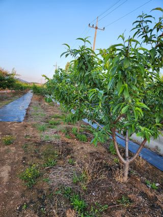 콩19211님의 복숭아 · 영농일지 작성글 사진