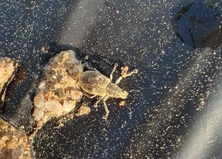 여농님의 고추 · 병해충상담 작성글 사진