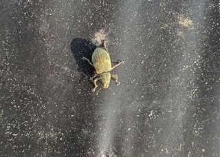 여농님의 고추 · 병해충상담 작성글 사진