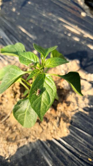 여농님의 고추 · 병해충상담 작성글 사진