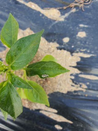 여농님의 고추 · 병해충상담 작성글 사진