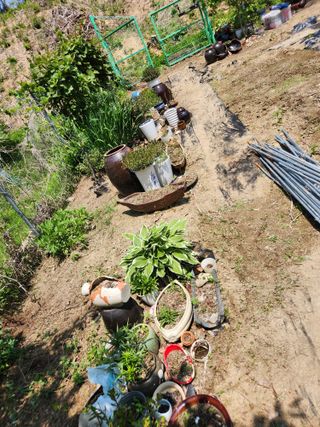 고영희님의 5월 내 작물 자랑하기 · 참여글 작성글 사진