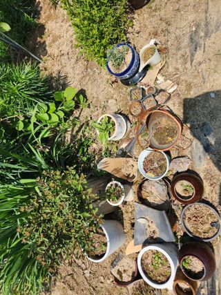 고영희님의 5월 내 작물 자랑하기 · 참여글 작성글 사진