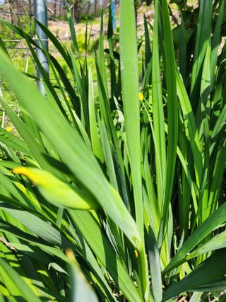 고영희님의 5월 내 작물 자랑하기 · 참여글 작성글 사진