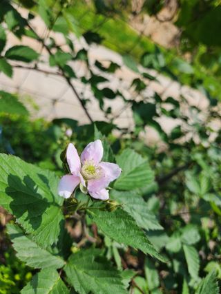 고영희님의 5월 내 작물 자랑하기 · 참여글 작성글 사진