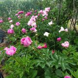 팜모닝 5월 내 작물 자랑하기·참여글 게시글 이미지