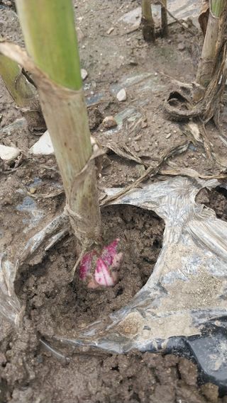 피롤땅지기님의 자유주제 · 자유게시판 작성글 사진