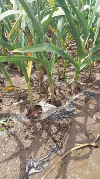 피롤땅지기님의 자유주제 · 자유게시판 작성글 사진