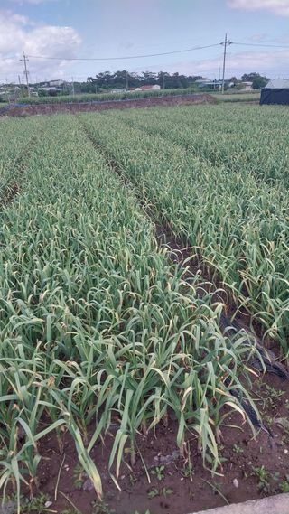 피롤땅지기님의 자유주제 · 자유게시판 작성글 사진