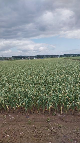 피롤땅지기님의 자유주제 · 자유게시판 작성글 사진