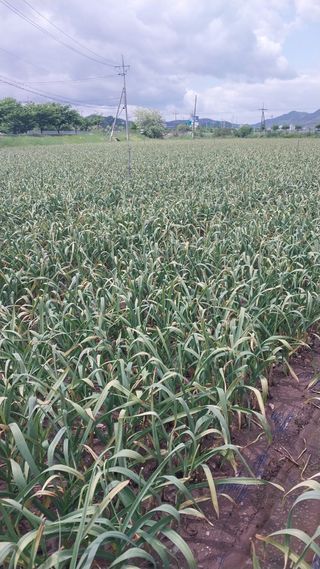 피롤땅지기님의 자유주제 · 자유게시판 작성글 사진