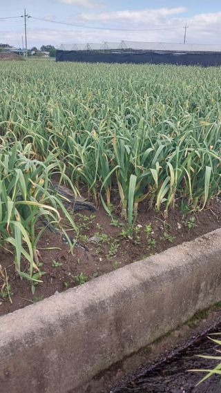 피롤땅지기님의 자유주제 · 자유게시판 작성글 사진