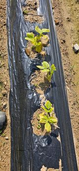 팜모닝 콩·병해충상담 게시글 이미지