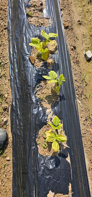 윤창기님의 콩 · 병해충상담 작성글 사진