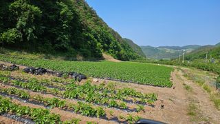 미스터션샤인님의 감자 · 영농일지 작성글 사진