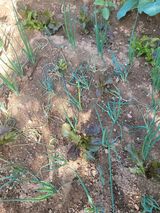 팜모닝 파·병해충상담 게시글 이미지