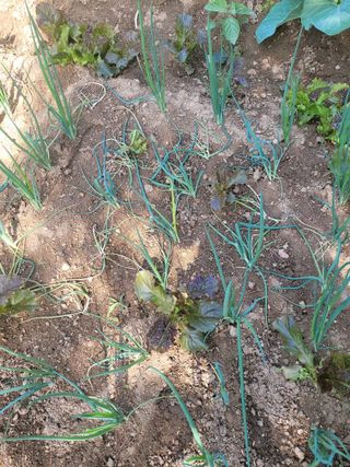 갈담리님의 파 · 병해충상담 작성글 사진