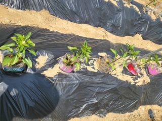 박정옥님의 자유주제 · 자유게시판 작성글 사진