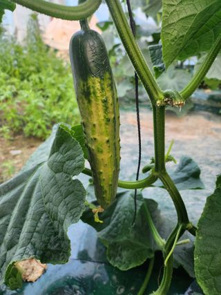 미소배달님의 오이 · 병해충상담 작성글 사진