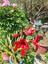 팜모닝 자유주제·자유게시판 게시글 이미지