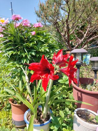 청주 미원 최재수님의 자유주제 · 자유게시판 작성글 사진