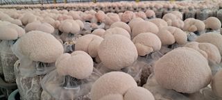 제현숙드림버섯농장님의 자유주제 · 자유게시판 작성글 사진